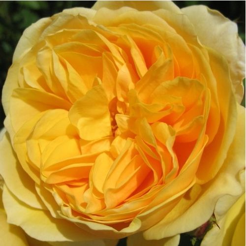 Rozenstruik - Webwinkel - engelse roos - geel - Rosa Ausmas - sterk geurende roos - David Austin - Wordt ook gele Engelse roos genoemd. Nog steeds een van de beste Engelse rozen.